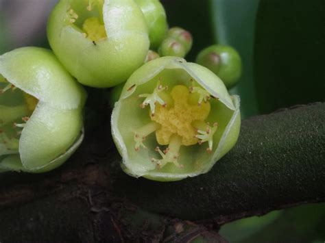 福木開花 懷孕不能動床